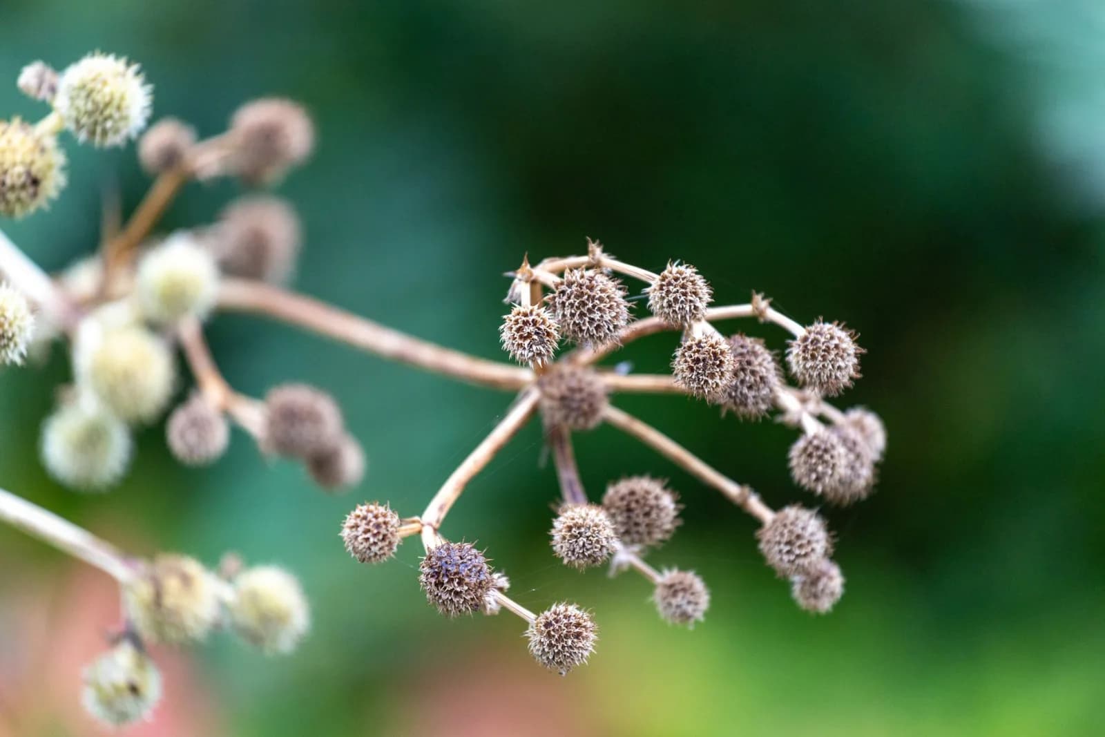 Detailed close-up image of dried seed pods on a plant stem, perfect for nature enthusiasts.