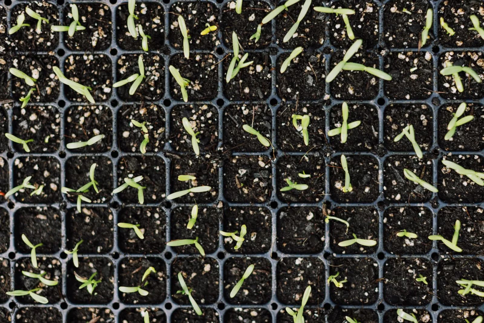 Top view of young green seedlings growing in black planting trays for gardening.