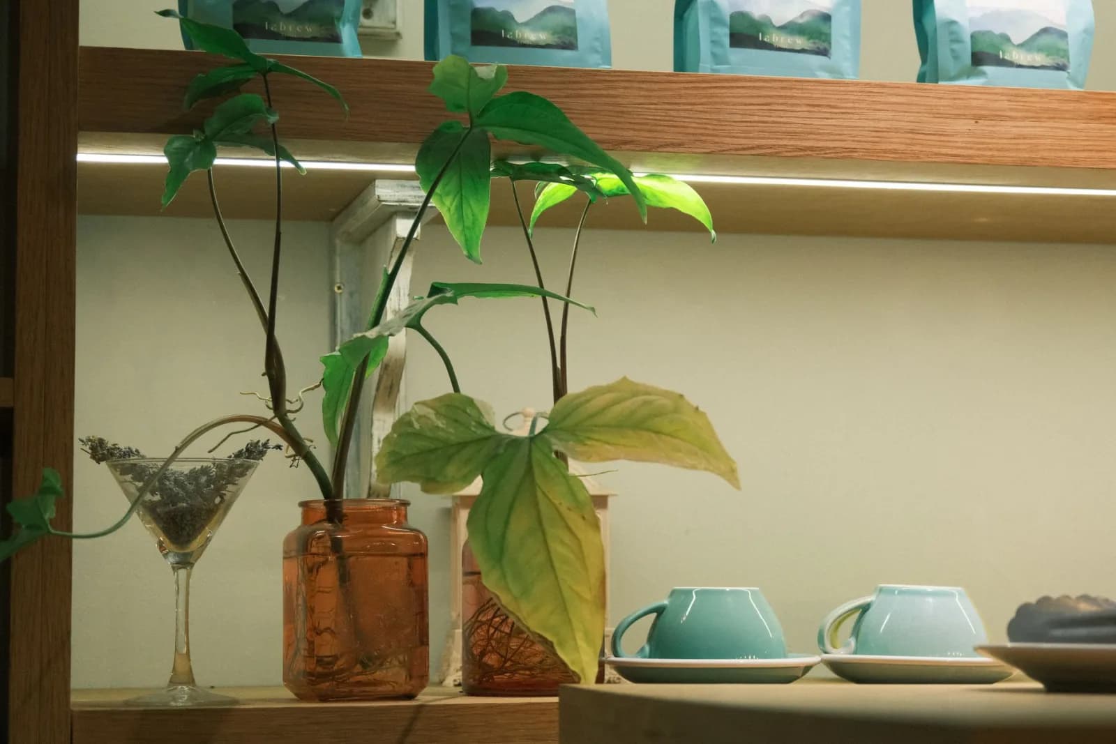 Warm indoor shelf featuring green plants, decor items, and teal cups for a cozy setting.