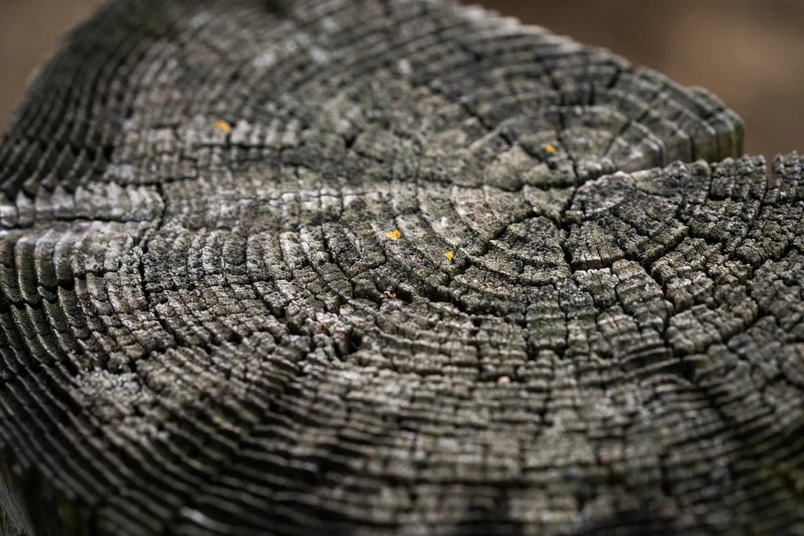 Detailed texture of weathered tree trunk rings showcasing natural patterns and age lines.